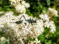 Adult musk beetle (Aromia moschata) with very long antennae and coppery and greenish metallic tint on a white flower Royalty Free Stock Photo