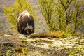 Adult muskox in Dovrefjell National Park, Norway