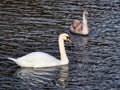 An Adult Mute Swan and Cygnet Swimming on the River at Chard Somerset Royalty Free Stock Photo