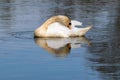 Adult mute swan cygnus olor with discoloured feathers from disturbing lake sediment during feeding Royalty Free Stock Photo