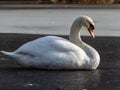 Adult mute swan cygnus olor laying and sleeping with closed eyes on frozen lake on ice in sunlight in winter Royalty Free Stock Photo