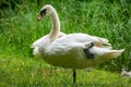 Adult mute swan Cygnus olor standing on one leg Royalty Free Stock Photo