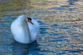 An adult Mute Swan cygnus olor swimming on the river Avon in Bradford on avon Royalty Free Stock Photo