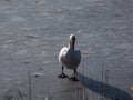 Adult mute swan (cygnus olor) walking on think ice frozen over a lake in winter Royalty Free Stock Photo