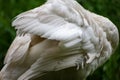 Adult mute swan Cygnus olor wing Royalty Free Stock Photo