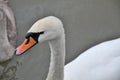 Adult Mute swan.