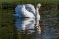 Adult mute swan showing aggression in busking pose with reflection on a still lake Royalty Free Stock Photo