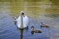 Adult mute swan and three cygnets swimming