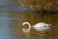 Water reflection on white swan Royalty Free Stock Photo