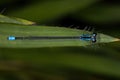 Adult Narrow-winged Damselfly