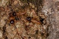Adult Nasute Termites