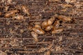 Adult Nasute Termites Royalty Free Stock Photo