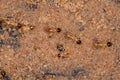 Adult Nasute Termites