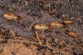 Adult Nasute Termites Royalty Free Stock Photo