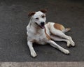 Smiling Adult Native Indian Breed Dog