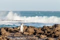 Adult NZ Yellow-eyed Penguin or Hoiho on shore Royalty Free Stock Photo