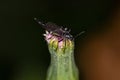 Adult Nematoceran Fly Royalty Free Stock Photo