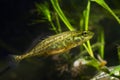 Adult ninespine stickleback, active and curious, tiny freshwater decorative wild fish feel good Royalty Free Stock Photo