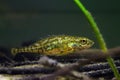 Adult ninespine stickleback, clever tiny freshwater dwarf wild fish in European temperate biotope aqua Royalty Free Stock Photo