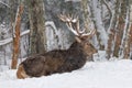 Adult noble deer with large horns covered with snow, resting in Royalty Free Stock Photo