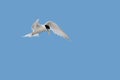 A European Little Tern in hovering flight.