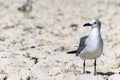 Adult non breeding Laughing Gull Leucophaeus Atricilla Royalty Free Stock Photo