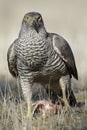 Adult northern azor, Accipiter gentilis, feeding on the ground.