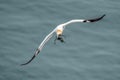 Northern Gannet - Morus bassanus in flight carrying nesting material. Royalty Free Stock Photo