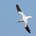 An adult Northern Gannet (Morus bassanus) in flight. Royalty Free Stock Photo
