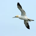 An adult Northern Gannet (Morus bassanus) in flight. Royalty Free Stock Photo