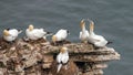 Northern Gannets - Morus bassanus at their nest site.