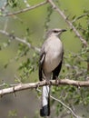 Adult Northern Mockingbird With Windblown Feathers Perched On A Tree Branch