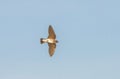 Adult Northern Rough-winged Swallow Stelgidopteryx serripennis in flight