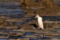 Adult NZ Yellow-eyed Penguin or Hoiho on shore Royalty Free Stock Photo