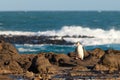 Adult NZ Yellow-eyed Penguin or Hoiho on shore