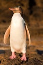 Adult NZ Yellow-eyed Penguin or Hoiho on shore Royalty Free Stock Photo