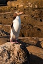 Adult NZ Yellow-eyed Penguin or Hoiho on shore Royalty Free Stock Photo