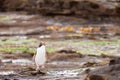 Adult NZ Yellow-eyed Penguin or Hoiho on shore Royalty Free Stock Photo