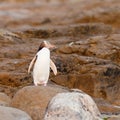 Adult NZ Yellow-eyed Penguin or Hoiho on shore Royalty Free Stock Photo