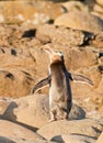 Adult NZ Yellow-eyed Penguin or Hoiho on shore Royalty Free Stock Photo