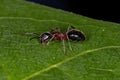 Adult Odorous Ant Royalty Free Stock Photo