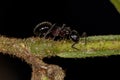 Adult Odorous Ant Royalty Free Stock Photo