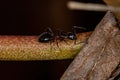 Adult Odorous Ant Royalty Free Stock Photo