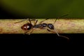 Adult Odorous Ant Royalty Free Stock Photo