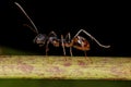 Adult Odorous Ant Royalty Free Stock Photo