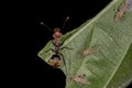 Adult Odorous Ant Royalty Free Stock Photo