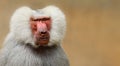 Adult old baboon monkey Pavian, Papio hamadryas close face expression observing staring vigilant looking at camera with brown