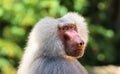 Adult old baboon monkey Pavian, Papio hamadryas close face expression observing staring vigilant looking at camera with green Royalty Free Stock Photo