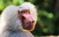 Adult old baboon monkey Pavian, Papio hamadryas close face expression observing staring vigilant looking at camera with green