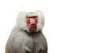 Adult old baboon monkey Pavian, Papio hamadryas close face expression observing staring vigilant looking at camera isolated Royalty Free Stock Photo